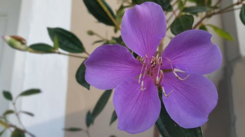 Close-up of purple flower blooming outdoors