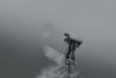 Close-up of dandelion on a plant