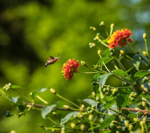 Close-up of insect on red flower