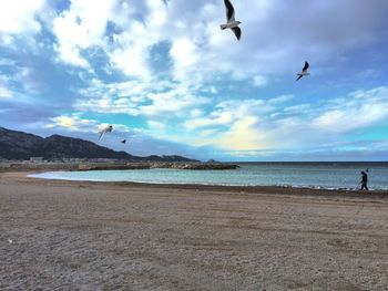 Seagulls flying over beach against sky