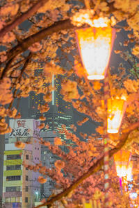 Low angle view of illuminated lights on tree during autumn