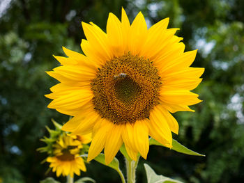 Close-up of yellow sunflower