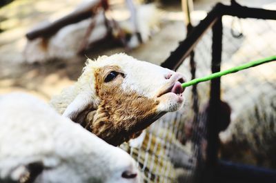 Close-up of kid goats