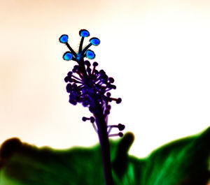 Close-up of multi colored flower plant