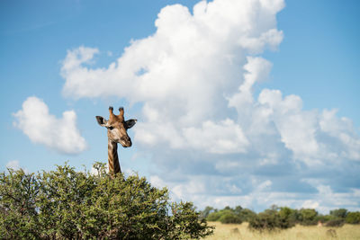 Low angle view of giraffe on land against sky