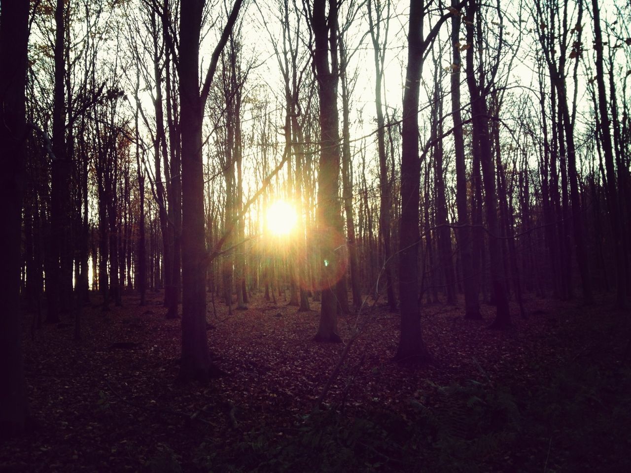 sun, tree, tranquility, tranquil scene, sunset, tree trunk, sunlight, scenics, silhouette, beauty in nature, sunbeam, nature, forest, landscape, back lit, lens flare, woodland, non-urban scene, idyllic, sky