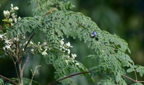 Close-up of fresh green plants on tree