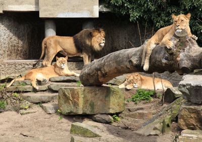 Lions resting in zoo