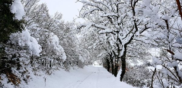 Bare trees on snow covered landscape