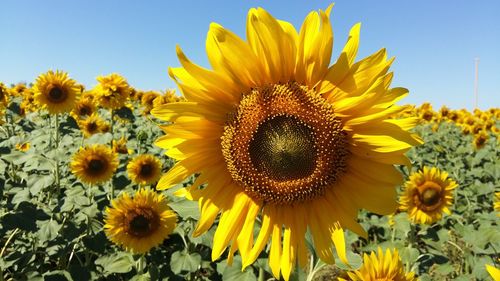 Close-up of sunflower blooming in field