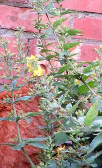 Close-up of flower tree