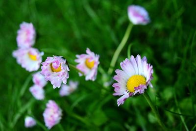 Close-up of flowers blooming outdoors