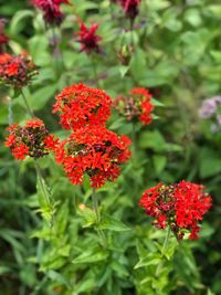 Close-up of red flowering plants