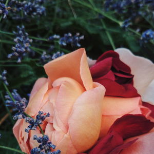 Close-up of red flowers blooming outdoors