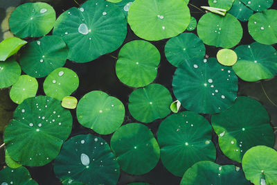 High angle view of raindrops on leaves