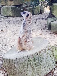 Close-up of squirrel on wall