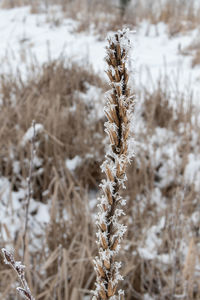 Close-up of frozen plant on field