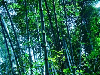 Low angle view of trees