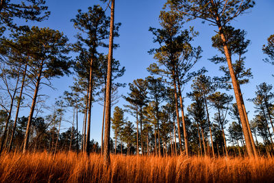 Trees on field against sky