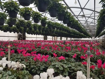 View of flowering plants in greenhouse