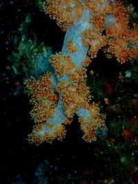 Close-up of coral in sea