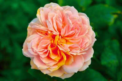 Close-up of pink flower blooming outdoors