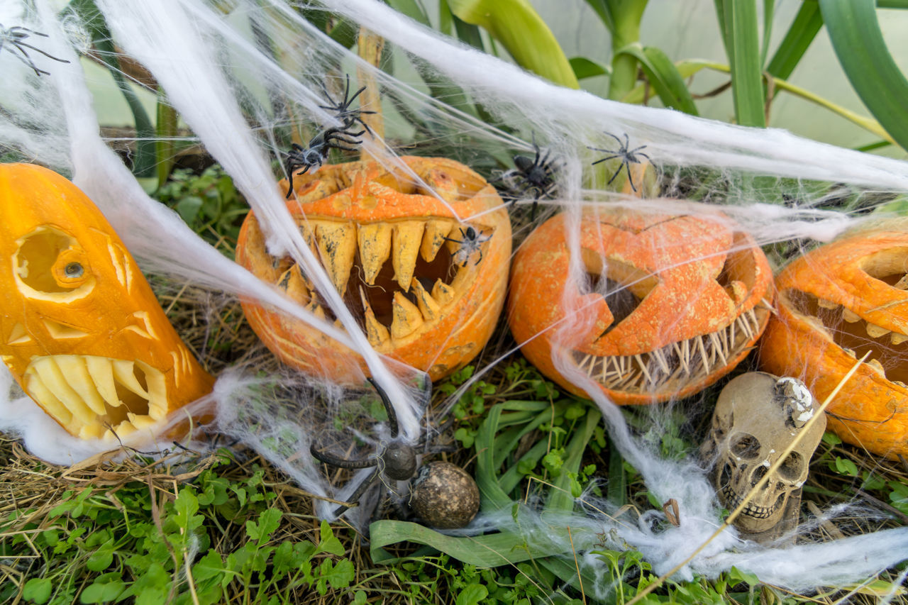 CLOSE-UP OF PUMPKIN ON FIELD