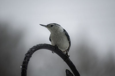 Nuthatch in the winter