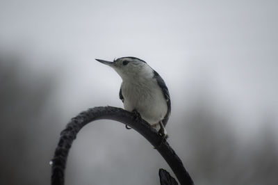 Close-up of bird perching on a branch