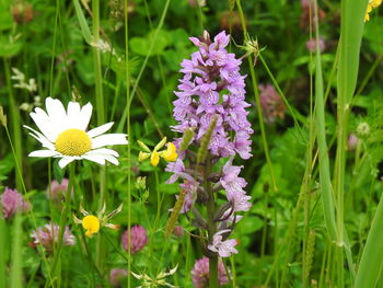 Close-up of honey bee on purple flowering plant