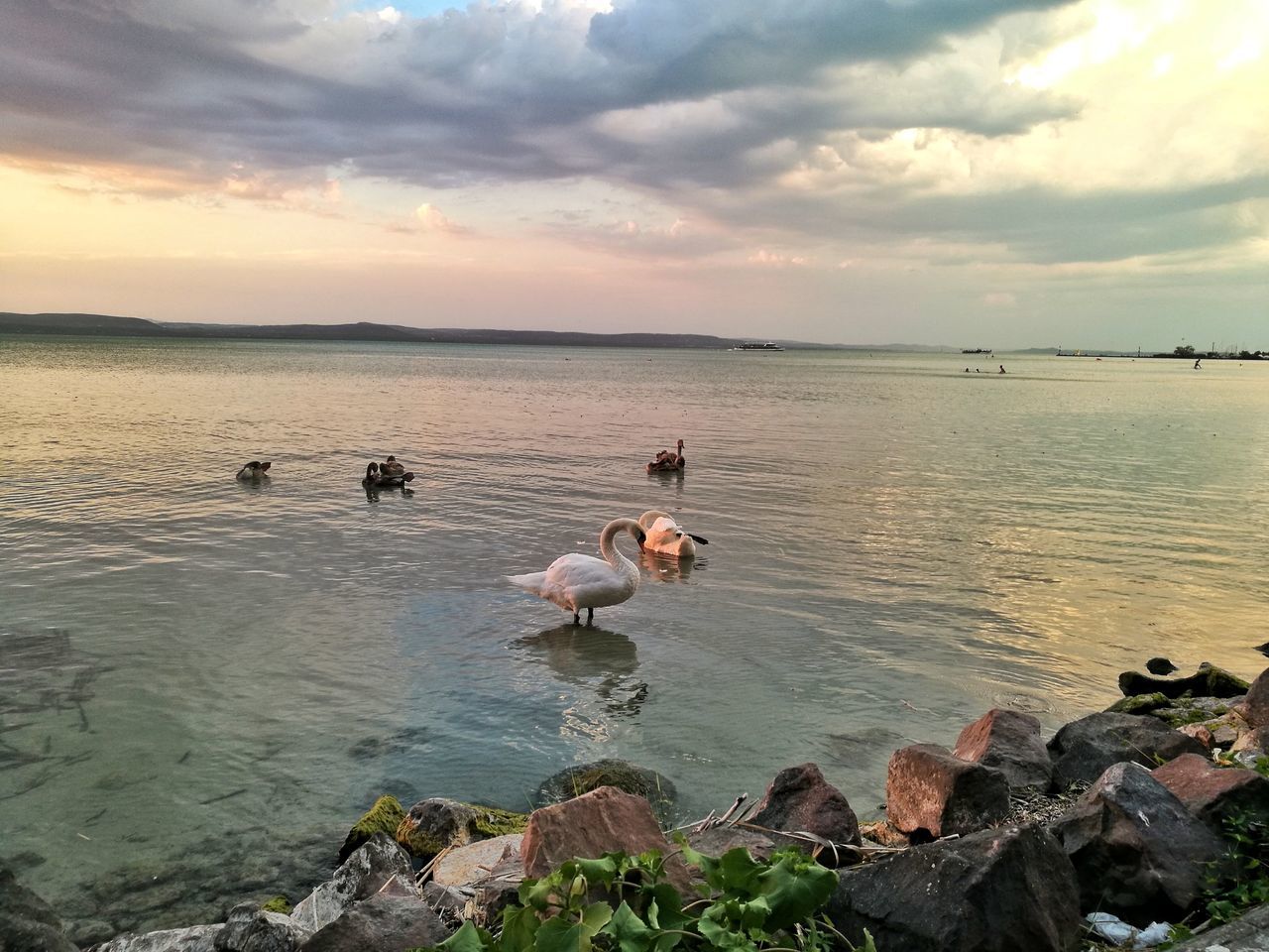 water, sky, nature, sunset, cloud - sky, animal themes, beauty in nature, animals in the wild, scenics, outdoors, no people, bird, animal wildlife, tranquility, swimming, horizon over water, lake, large group of animals, day, mammal, swan