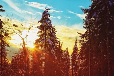 Close-up of trees against sky during sunset