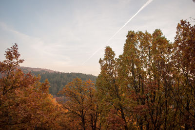 Low angle view of trees in forest against sky