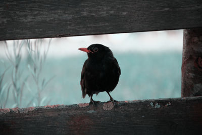 Close-up of bird perching on wooden railing