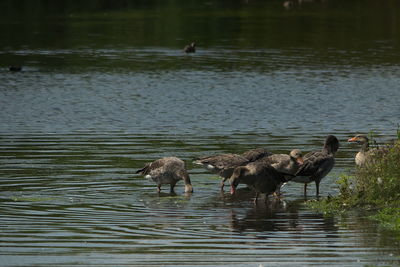 Swans swimming in lake