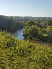 Scenic view of river amidst trees against clear sky