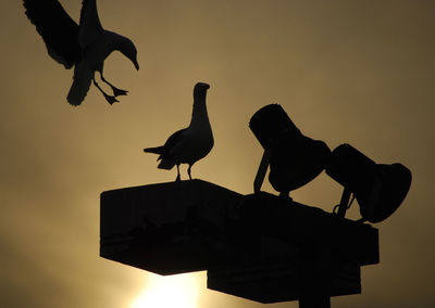 Low angle view of birds on sky