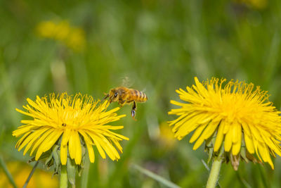 Close-up of bee pollinating on yellow flower