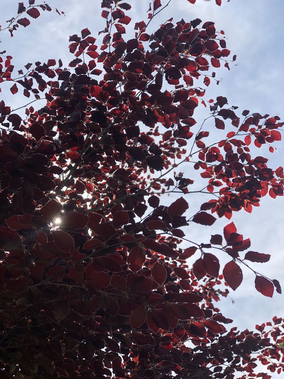 LOW ANGLE VIEW OF RED FLOWERS AGAINST SKY