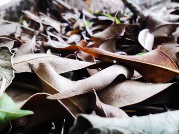 Close-up of dry leaves on ground