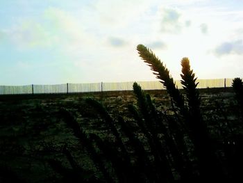 Plants growing on field against sky