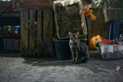 Portrait of cat sitting on street