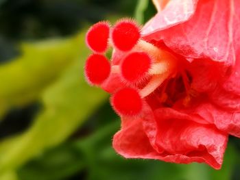 Close-up of red flower