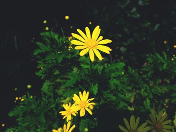 Close-up of daisy flowers