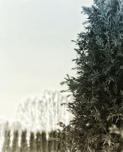 Close-up of tree against clear sky