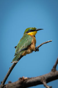 Little bee-eater on diagonal branch eyeing camera