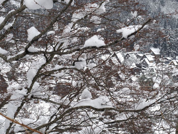 Low angle view of cherry tree during winter