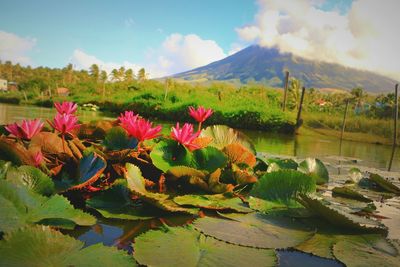 Lotus water lily in lake against sky