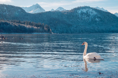 Swan swimming on lake against mountains