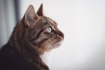 Close-up of a cat looking away